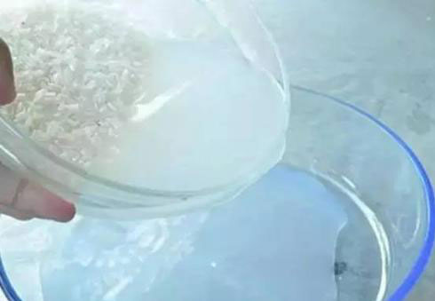 淘米水浇花的方法你真的懂吗？不懂的话不要乱浇哦！