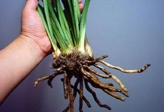 兰花为什么老是烂根？花农的救治方法靠谱，值得学习！