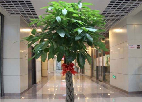 花农经验:发财树的正确养殖方法!难怪老是养不活!