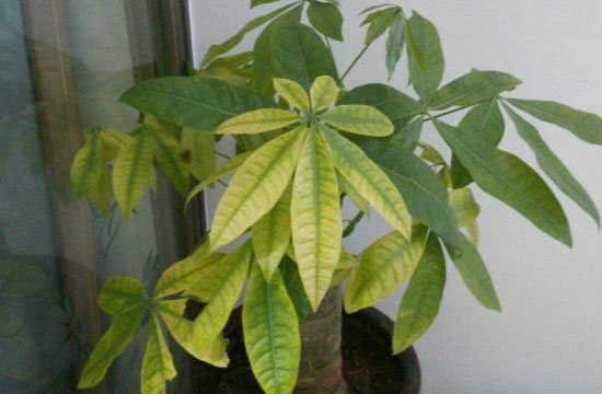 盆栽发财树叶子发黄了？这些错误的养护方式你知道吗？