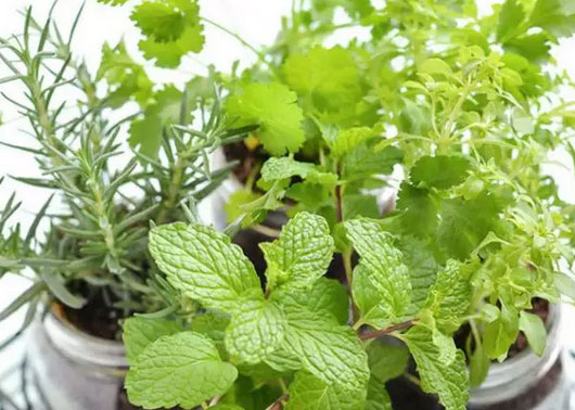 有吸附油烟功能的植物,厨房里摆两盆,油烟再多也不怕!