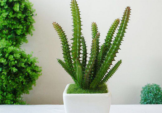 植物不仅能“旺财”还能“化煞”!客厅装修中的植物摆放小技巧