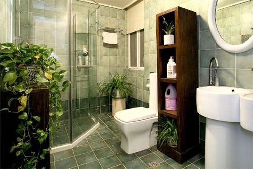 哪些植物能除卫生间异味?卫生间除异味方法,简单实用效果好!