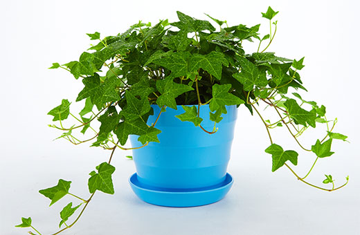 装修污染有害气体超标，这些些花草去甲醛的效果还不错！