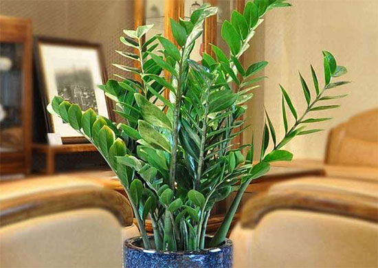家居绿植装饰技巧及绿植选择